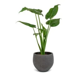 Mini Orb Kevan Plant Pot - Black Washed 21 Mini Orb Kevan Plant Pot - Black Washed -Indoor Plant Store Alocasia cucullata Mini Orb Kevan Plant Pot Black Washed 02bf3936 cc56 4d97 bb0a 8fed8a435123