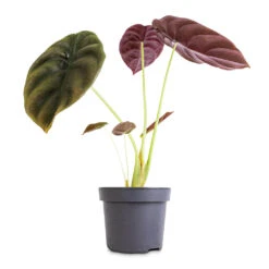 Alocasia Cuprea Red Secret - Elephant Ear -Indoor Plant Store Alocasia cuprea Red Secret Elephant Ear 12x25cm 1