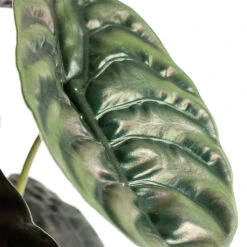 Alocasia Cuprea Red Secret - Elephant Ear -Indoor Plant Store Alocasia cuprea Red Secret Elephant Ear Close Up