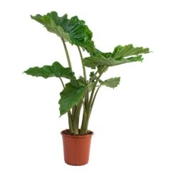 Alocasia Portodora - Upright Elephant Ear -Indoor Plant Store Alocasia portodora