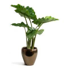 Amora Plant Pot - Black Gold -Indoor Plant Store Alocasia portodora Amora Black Gold Plant Pot 12191c14 a540 405f af90 8fe6e2728abf