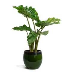 Alocasia Portodora - Upright Elephant Ear -Indoor Plant Store Alocasia portodora Charlotte Plant Pot Green