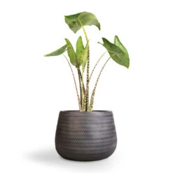 Angle Darcy Plant Pot - Anthracite -Indoor Plant Store Alocasia zebrina Tiger Elephant Ear 19x75cm Angle Darcy Plant Pot Anthracite 34.5x24cm 1 e69cd94e 70aa 4082 864f 450af7ddf6c4