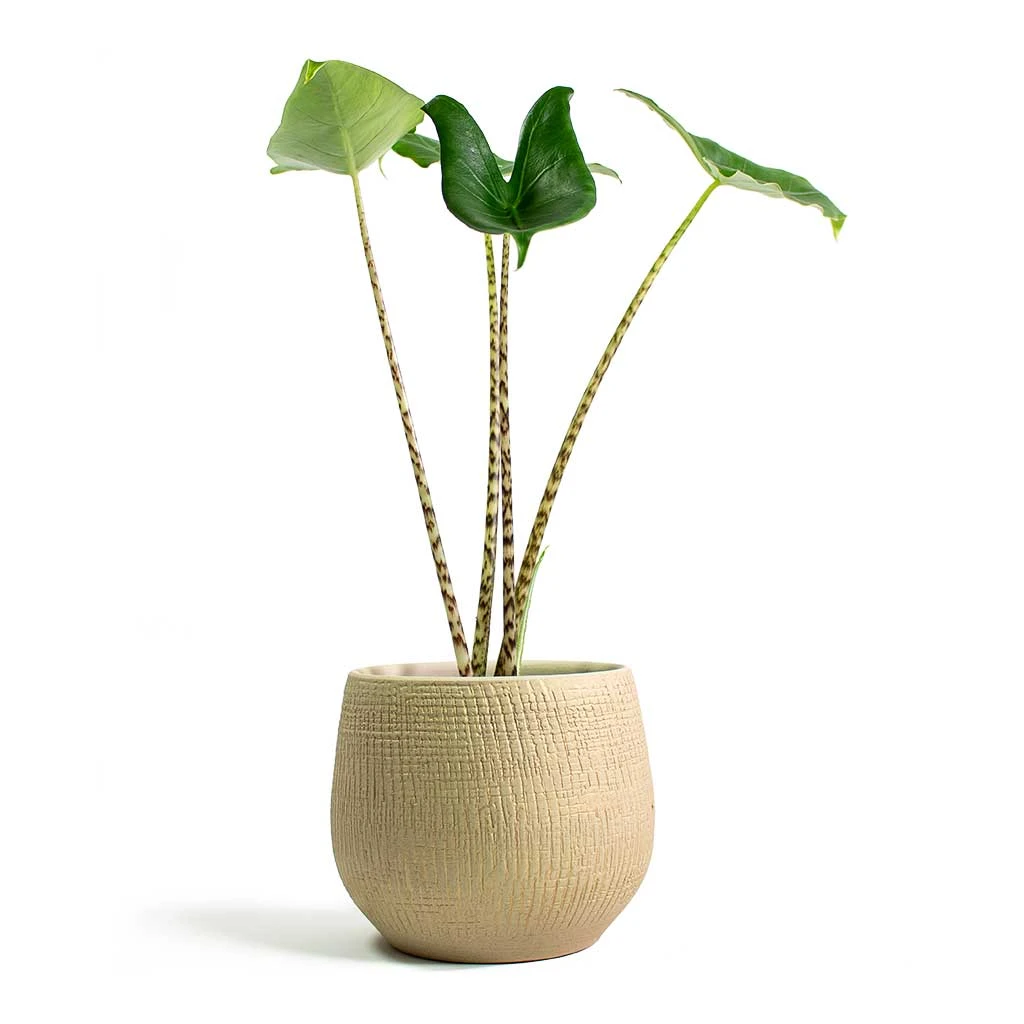 Ryan Plant Pot - Sand Gold 10 Ryan Plant Pot - Sand Gold - Image 10