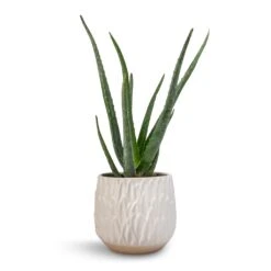 Arles Leaf Plant Pot - White 7 Arles Leaf Plant Pot - White -Indoor Plant Store Aloe vera 12x40cm Arles Leaf Plant Pot White 17x17cm