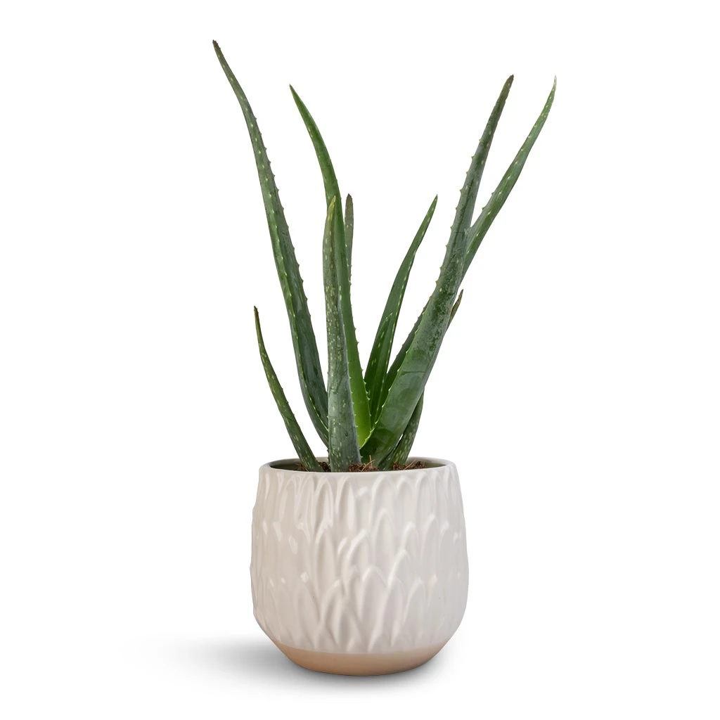 Arles Leaf Plant Pot - White 3 Arles Leaf Plant Pot - White - Image 3