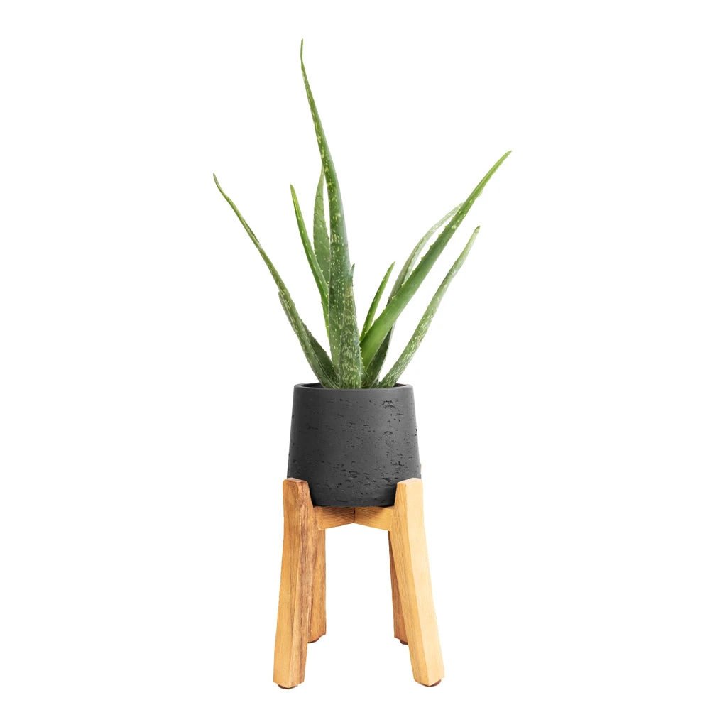 Patt Plant Pot - Tall Stand - Black Washed 6 Patt Plant Pot - Tall Stand - Black Washed - Image 6