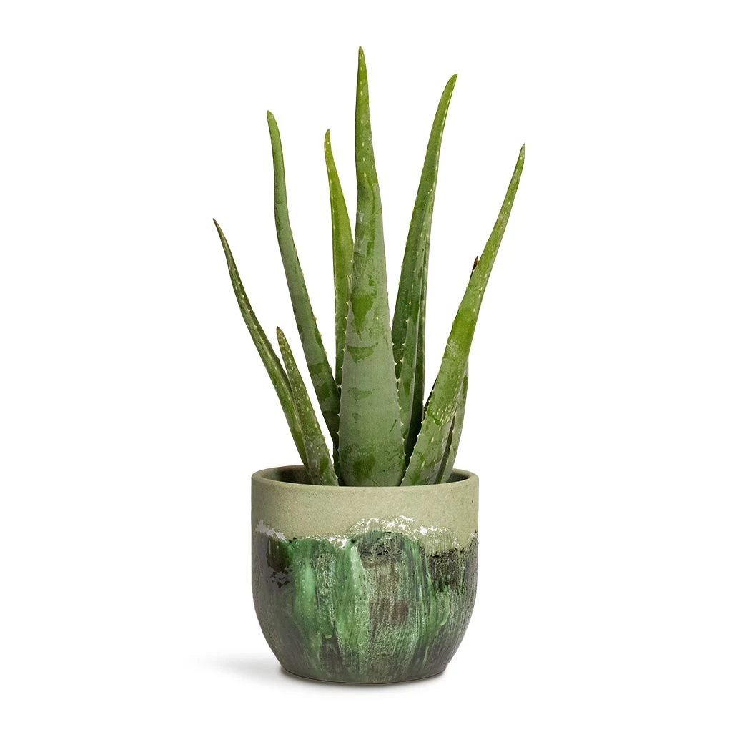 Moon Plant Pot - Jungle 8 Moon Plant Pot - Jungle - Image 8