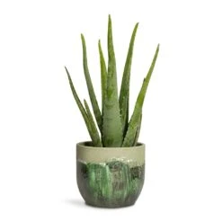 Aloe Vera 26 Aloe Vera -Indoor Plant Store Aloe vera 15x45cm Moon Plant Pot Jungle 19x16cm a2fafaff 37af 44fb 924a 2f5bd5020ffd