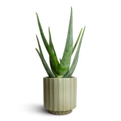 Aloe Vera 27 Aloe Vera -Indoor Plant Store Aloe vera 15x50cm Bourton Scalloped Plant Pot Sage 18x18cm b187f9df 6bb8 440e a7c3 717616bd60dc