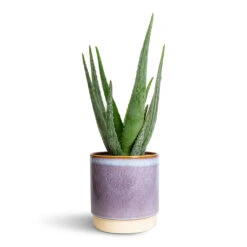 Aloe Vera 28 Aloe Vera -Indoor Plant Store Aloe vera 15x50cm Copenhagen Plant Pot Blue 18.5x19.5cm 2337ba21 7965 4bf1 8ce5 5b3276fc3250