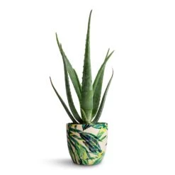 Aloe Vera 23 Aloe Vera -Indoor Plant Store Aloe vera 15x50cm Monza Plant Pot Botanical Fern 17x17cm e9257a20 191d 4734 bbc2 871ad769d340