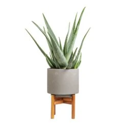 Vigo Plant Pot With Wooden Stand - Concrete Grey 16 Vigo Plant Pot With Wooden Stand - Concrete Grey -Indoor Plant Store Aloe vera 19x55cm Vigo Plant Pot with Wooden Stand Concrete Grey 22x30.5cm