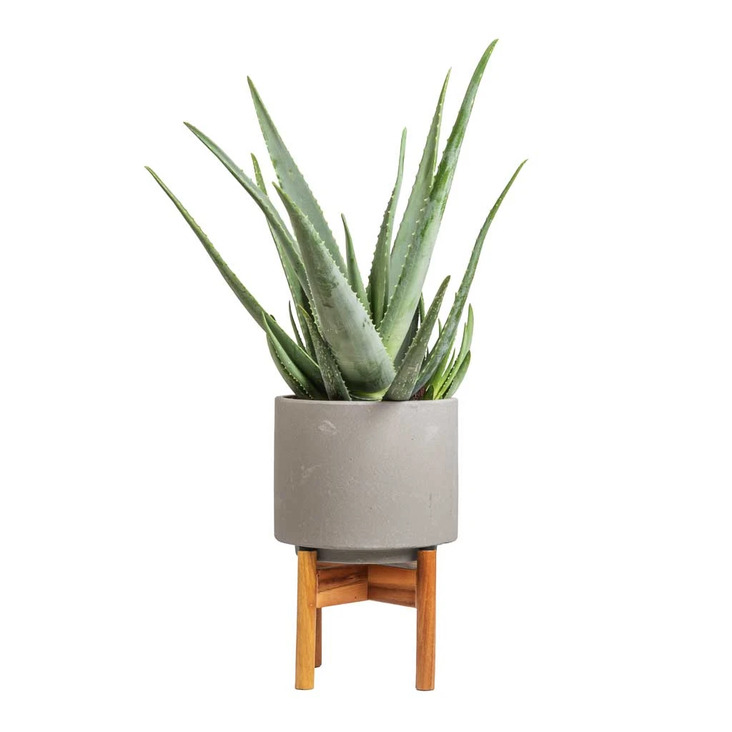Vigo Plant Pot With Wooden Stand - Concrete Grey 7 Vigo Plant Pot With Wooden Stand - Concrete Grey - Image 7