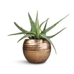 Aloe Vera 34 Aloe Vera -Indoor Plant Store Aloe vera 21x60cm Opus Hammered Globe Planter Gold 40x32cm 49b50c0f 610d 4ae7 a308 0bfde6d2495e
