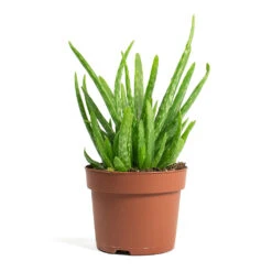 Aloe Vera Clumb -Indoor Plant Store Aloe vera Clumb 12cm