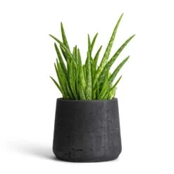 Patt Plant Pot - Black Washed 19 Patt Plant Pot - Black Washed -Indoor Plant Store Aloe vera Clumb 12x30cm Patt Plant Pot Black Washed 17x14cm 901f7a69 45e9 4993 b044 761cc737bcc3