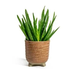 Aloe Vera Clumb -Indoor Plant Store Aloe vera Clumb Bekka Plant Pot Pale Pink