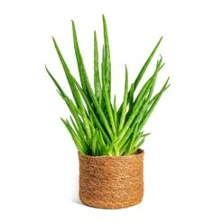 Aloe Vera Clumb -Indoor Plant Store Aloe vera Clumb Stef Plant Baskets Set of 5 Camel