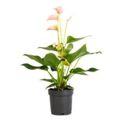 Anthurium - Flamingo Flower - Joli Peach -Indoor Plant Store Anthurium Flamingo Flower Joli Peach 12x40cm