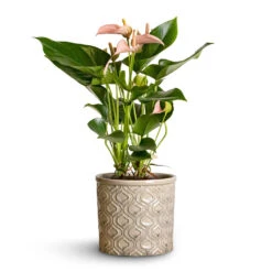 Anthurium - Flamingo Flower - Joli Peach -Indoor Plant Store Anthurium Flamingo Flower Joli Peach 12x40cm Venetian Plant Pot Grey 16x14cm 2