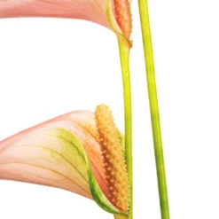 Anthurium - Flamingo Flower - Joli Peach -Indoor Plant Store Anthurium Flamingo Flower Joli Peach SWATCH 2
