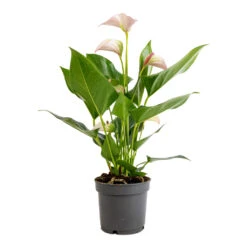 Anthurium - Flamingo Flower - Joli Pulse -Indoor Plant Store Anthurium Flamingo Flower Joli Pulse 12x40cm
