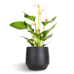 Norell Plant Pot - Black 32 Norell Plant Pot - Black -Indoor Plant Store Anthurium Flamingo Flower Joli Pulse 12x40cm Norell Plant Pot Black 18x16cm 302a1dbb 1284 4af4 909b cb8e683c8ee2