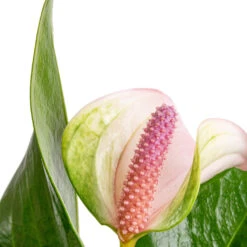 Anthurium - Flamingo Flower - Joli Pulse -Indoor Plant Store Anthurium Flamingo Flower Joli Pulse SWATCH 2