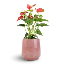 Remi Plant Pot - Pink 15 Remi Plant Pot - Pink -Indoor Plant Store Anthurium Flamingo Flower Royal Red 12x40cm Remi Plant Pot Pink 18x19cm