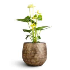 Ryan Plant Pot - Shiny Gold 33 Ryan Plant Pot - Shiny Gold -Indoor Plant Store Anthurium Flamingo Flower Vanilla Ryan Plant Pot Shiny Gold 18x16cm 1 fd896703 9692 4fce a795 9f702024b4b9