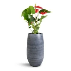 Esra Plant Vase - Mystic Grey -Indoor Plant Store Anthurium Royal Champion Royal Red 12x40cm Esra Plant Vase Graphite 20x35cm