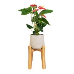 Patt Plant Pot - Tall Stand - Grey Washed 9 Patt Plant Pot - Tall Stand - Grey Washed -Indoor Plant Store Anthurium Royal Champion Royal Red 12x40cm Patt Plant Pot Tall Stand Grey Washed 23x34cm 85cd720c 37ab 41e7 bbf4 897eb461dab9