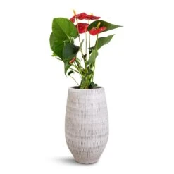 Ryan Plant Vase - White Black -Indoor Plant Store Anthurium Royal Champion Royal Red 12x40cm Ryan Plant Vase White Black 18x30cm 1c1a092e 1550 462f 9134 bd4e41e10049
