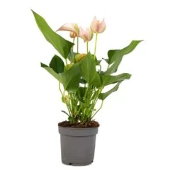 Anthurium - Flamingo Flower - Joli Peach -Indoor Plant Store Anthurium andraeanum Joli Peach