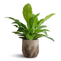 Albero Plant Pot - Cement -Indoor Plant Store Anthurium elipticum Jungle Bush 24x60m Albero Plant Pot Cement 28x26cm