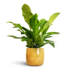 Babet Plant Pot - Camel -Indoor Plant Store Anthurium elipticum Jungle Bush 24x60m Babet Plant Pot Pine 27x23cm