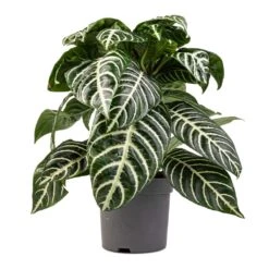 Aphelandra Squarrosa Botanica - Zebra Plant -Indoor Plant Store Aphelandra squarrosa Botanica Zebra Plant