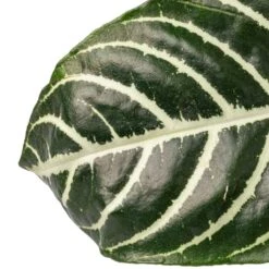 Aphelandra Squarrosa Botanica - Zebra Plant -Indoor Plant Store Aphelandra squarrosa Botanica Zebra Plant SWATCH 2