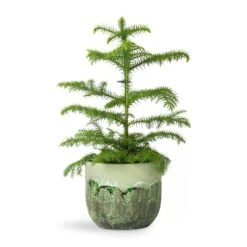 Moon Plant Pot - Jungle 26 Moon Plant Pot - Jungle -Indoor Plant Store Araucaria heterophylla Norfolk Island Pine 14x45cm Moon Plant Pot Jungle 17x15cm fb565cb7 4e3c 4943 9c1c 7c6b5ba9d3f4