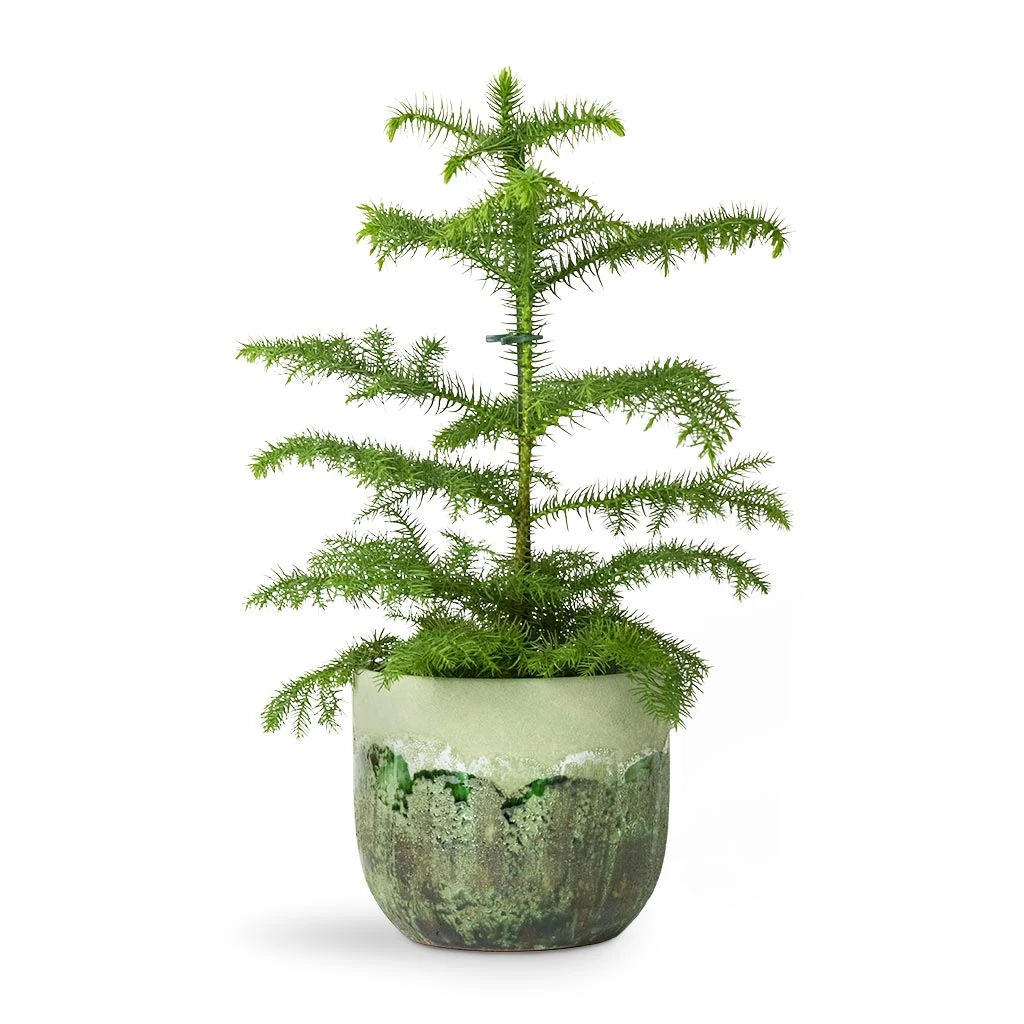 Moon Plant Pot - Jungle 13 Moon Plant Pot - Jungle - Image 13