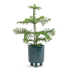 Pisa Plant Pot - Emerald 10 Pisa Plant Pot - Emerald -Indoor Plant Store Araucaria heterophylla Norfolk Island Pine 14x45cm Pisa Plant Pot Emerald 16x19cm