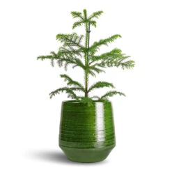 Remi Plant Pot - Green 21 Remi Plant Pot - Green -Indoor Plant Store Araucaria heterophylla Norfolk Island Pine 14x45cm Remi Plant Pot Green 23x25cm b2da1568 eed6 4b78 a3f9 56caf6d65f83