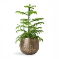 Ryan Plant Pot - Shiny Gold 21 Ryan Plant Pot - Shiny Gold -Indoor Plant Store Araucaria heterophylla Norfolk Island Pine 14x45cm Ryan Plant Pot Shiny Gold 18x16cm 2 1fc99e72 4017 4c0d 9fcd 58fded5ac50a