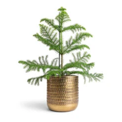 Solis Embossed Plant Pot - Gold -Indoor Plant Store Araucaria heterophylla Norfolk Island Pine 14x45cm Solis Embossed Plant Pot Gold 18x18cm c60d590a fbe8 4622 b442 f6cb17eca204