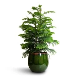 Charlotte Plant Pot - Green 31 Charlotte Plant Pot - Green -Indoor Plant Store Araucaria heterophylla Norfolk Island Pine 22x90cm Charlotte Plant Pot Green 29x25cm a69cf335 3e42 41e5 a2b8 955d6b7f21c6