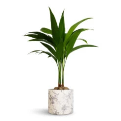 Lazzaro Plant Pot - Vintage Bird 11 Lazzaro Plant Pot - Vintage Bird -Indoor Plant Store Areca catechu Betel Nut Palm 12x50cm Lazzaro Plant Pot Vintage Bird 15x13cm
