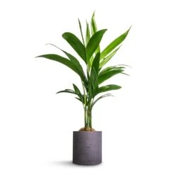 Puk Plant Pot - Black Washed -Indoor Plant Store Areca catechu Betel Nut Palm 12x50cm Puk Plant Pot Black Washed 15x15cm a04d62b4 ff93 4766 a0e3 59dc96f82342