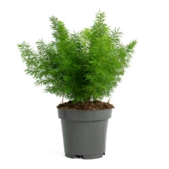 Asparagus Densiflorus Myersii - Foxtail Fern 21 Asparagus Densiflorus Myersii - Foxtail Fern -Indoor Plant Store Asparagus densiflorus Myersii Foxtail Fern 12cm