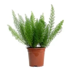 Asparagus Densiflorus Myersii - Foxtail Fern 26 Asparagus Densiflorus Myersii - Foxtail Fern -Indoor Plant Store Asparagus densiflorus Myersii Foxtail Fern 17cm